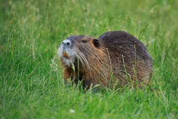 Coypu, Myocastor coypus, sitting and grazing in grass. Nutria showing orange teeth. Rodent also...