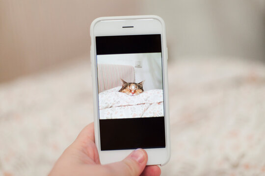 Detail of hand holding mobile phone taking picture of cat sleeping on bed