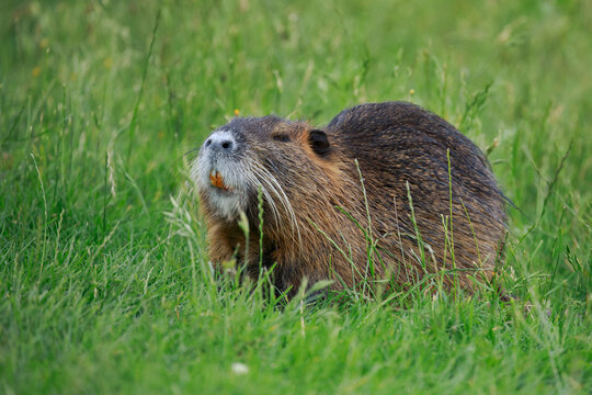 Coypu, Myocastor coypus, sitting and grazing in grass. Nutria showing orange teeth. Rodent also known as nutria, swamp beaver or beaver rat. Habitat America, Europe, Africa, Asia.