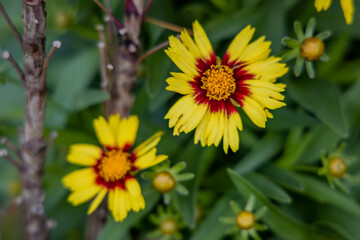 yellow flowers in the garden
