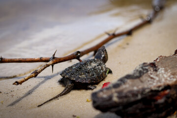 Baby Snapping Turtle