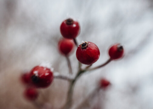 close up of red berries in snow