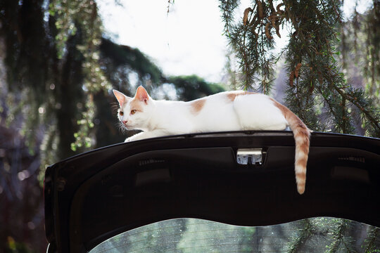 Cat relaxing on wide open car trunk in garden