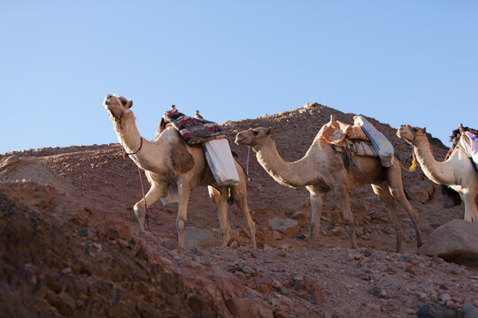 Camel caravan in Egypt Sinai desert