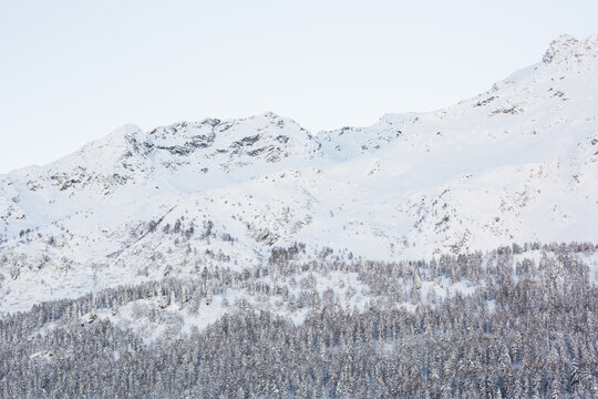 Coniferous forest on the slopes of a snow-covered mountain
