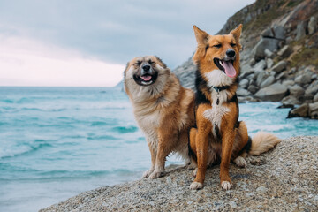Two happy dogs sitting on a rock at the beach