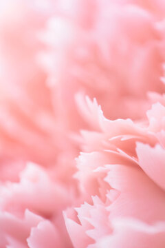 Rose quartz carnation flower petals