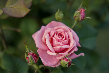 pink rose in the garden