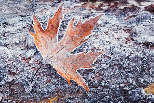 Frosted Leaf on Tree Bark