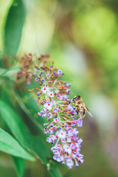 Bee pollinating purple buddleja spiked inflorescence