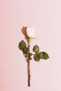 Valentine: White Rose On Pink Background With Heavy Shadow