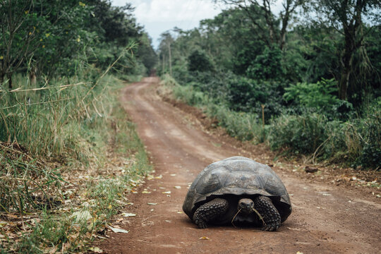 Galapagos Tortoise