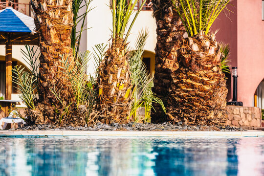 Tropical resort pool with palm trees