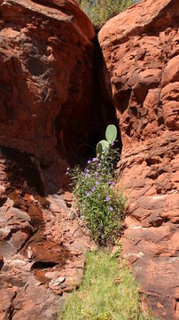 Purple Flower And Plate Cactus Against Sedona Red Rocks Near A Cave 