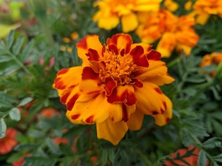 Fototapeta premium orange and yellow flower in the garden