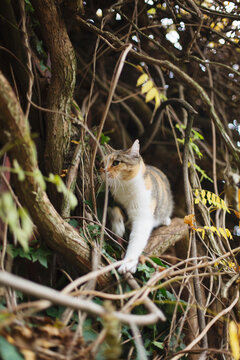 Tabby cat walks on wisteria twisted branches and roots in autumn