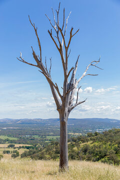 Skeleton of dead tree with wooded hills in background