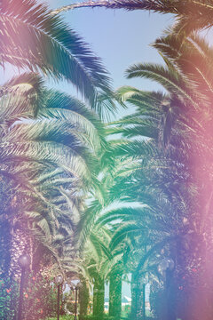 Double exposure of palm tree pattern with colorful reflection