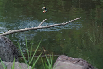 kingfisher in flight