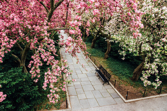 Walkway under crabapple blossoms in spring
