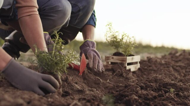 Close up of two unrecognizable gardeners wearing rubber boots and gloves are sitting near plant-bed and planting plants together