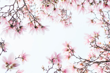 Magnolia blossoms in full bloom, framing the sky