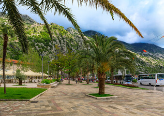 Cobblestone street by Old town with palm trees, mountains in the background and parked tourist buses, Kotor, Montenegro