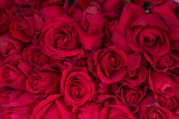 Beautiful Red Roses