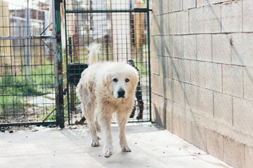 Old maremman dog walking in dog pound