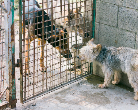Dogs knowing each other through fence at dog pound