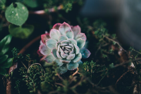 Overhead shot of Echeveria and other succulents in pot in winter