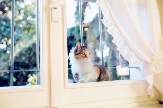 Cat peers inside house while sitting behind close window