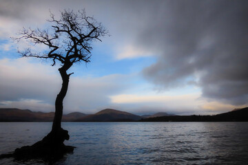 The lone tree at milarrochy bay, Loch Lomond, scotland with mountains in the background