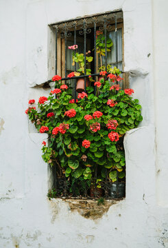 Window with flowers in andalucia spain