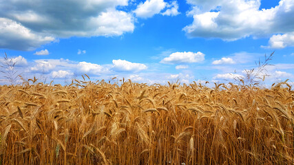 Gold wheat field on blue sky background. © the_pixel