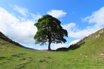 Tree at sycamore gap on Hadrian’s wall on a sunny day with clouds in the background 