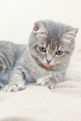 gray tabby kitten with a funny face expression and protruding tongue close-up, lies on a light background. Vertical photo.