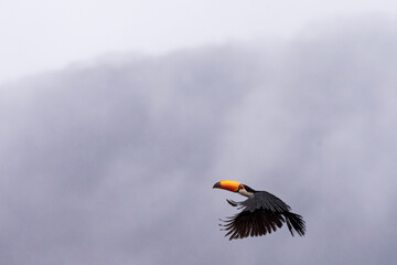Tucan Volando bajo la lluvia - Salta Argentina © Angel