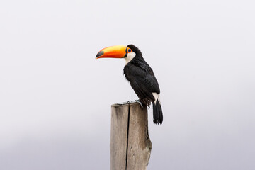 Tucan Volando bajo la lluvia - Salta Argentina © Angel
