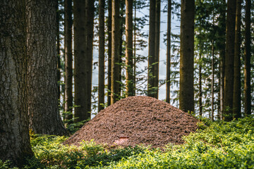 An anthill in the middle of the forest. Concept for nature, ants, animal, construction, team building, team spirit, achievement - obrazy, fototapety, plakaty