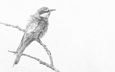 European bee eater (Merops apiaster) sketch