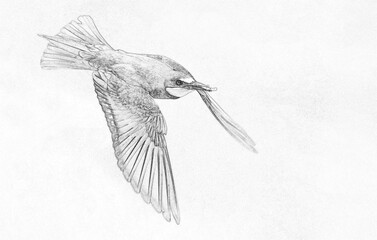 European bee eater (Merops apiaster) sketch