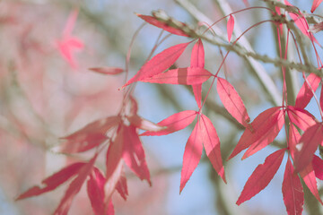 Autumn Leaves, Autumn background or texture
