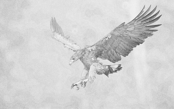 White tailed eagle (Haliaeetus albicilla) sketch