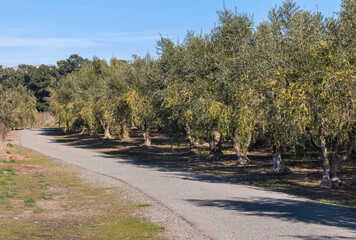 cycling track across olive grove with mature olive trees in autumn