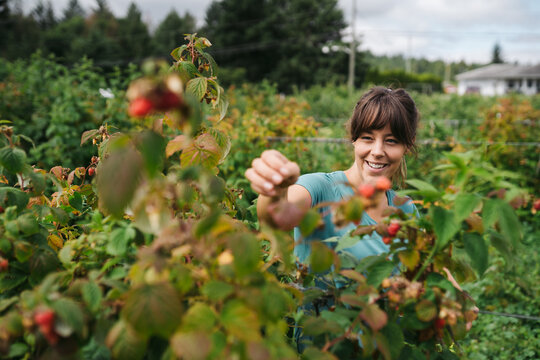 Happy woman naturally enjoying picking raspberries