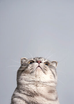 Inferior view of cat