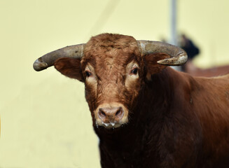 toro espa&ntilde;ol en un espectaculo de toreo en espa&ntilde;a
