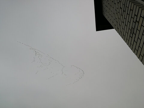 Crane flock