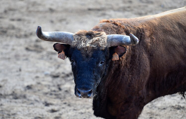 spanish black bull